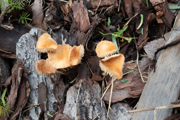 Close-up of fresh brown mushroom 