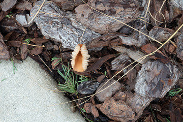 Close-up of fresh brown mushroom 
