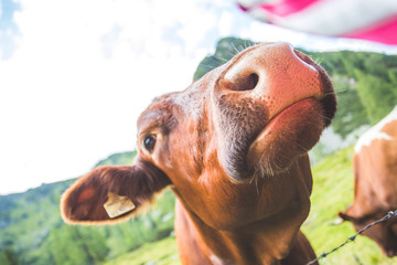 Wide angle of curious Brown cow in the alpine meadow