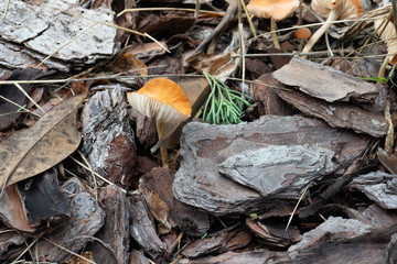 Close-up of fresh brown mushroom 