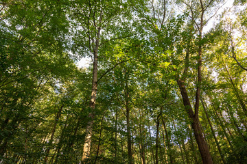 Obraz premium low angle view into treetops with blue sky in the background