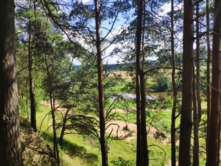 pine forest on the high bank of the river at the sunny day
