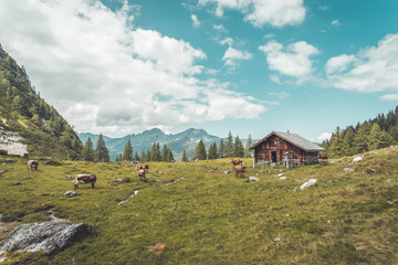 Fototapeta na wymiar Idyllic mountain landscape in the alps: Mountain chalet, cows, meadows and blue sky