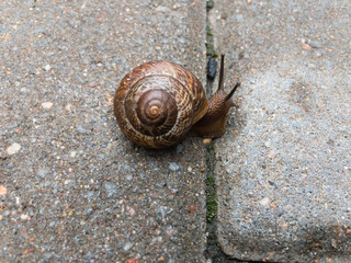 Small snail on the tile close up. Selective focus. High quality photo