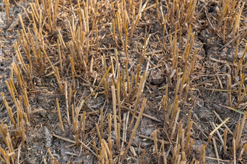 wheat stubble on an agricultural field
