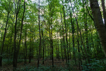 Fototapeta na wymiar view into a forest, nice green color