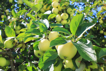 Apples on tree branch at the orchard. Green ripe apple fruits, organic harvest plantation close up view. Garden apple tree with tasty apples