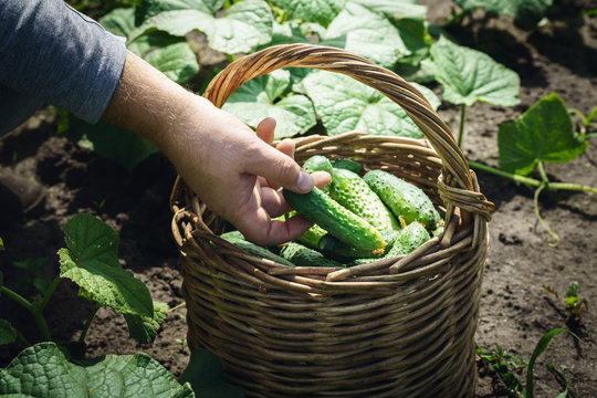 Man harvesting picking up fresh cucumbers in farm plantation