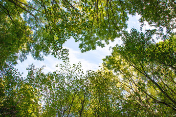 low angle view into treetops with blue sky in the background