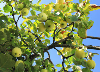 Orchard green apples on tree branches. Green juicy apple fruits, organic harvest growing on blue sky background. Garden organic plants with ripe tasty apple fruits