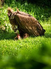 A cinereous vulture (also black vulture, monk vulture or Eurasian black vulture) on green grass devours his prey