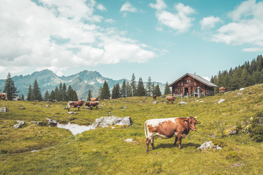 Idyllic mountain landscape in the alps: Mountain chalet, cows, meadows and blue sky