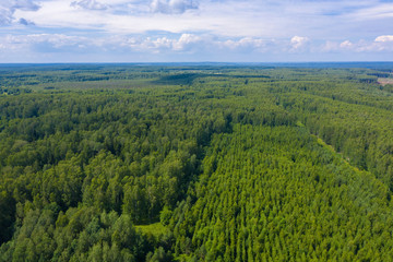 Large green forest and beautiful cloudy sky on a summer day.