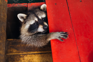 raccoon is a genus of carnivorous mammals of the raccoon family. Funny beast in the park, in a cage. Raccoon in the zoo. © Ivan