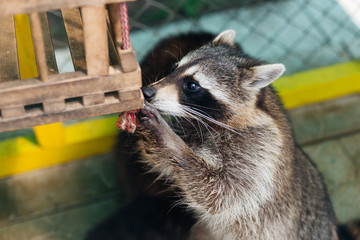 Fototapeta premium Cute curious raccoons on the zoo