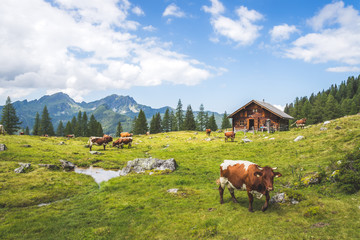 Idyllic mountain landscape in the alps: Mountain chalet, cows, meadows and blue sky - 372983040
