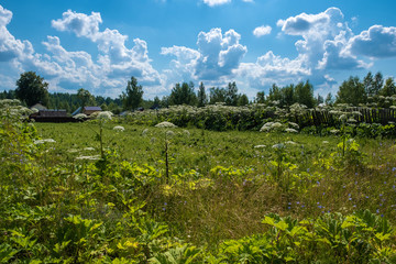 Fototapeta na wymiar Hogweed thickets on the edge of a Russian village on a summer day.