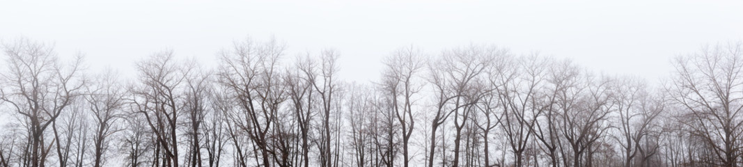 Fototapeta na wymiar Trees in fog, black and white picture