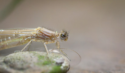 Nahaufnahme einer Kleinlibelle
