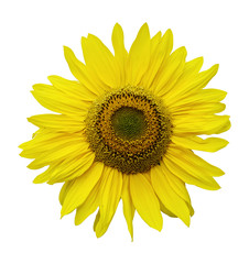 Sunflower flower isolated on a white
