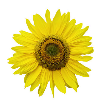 Sunflower flower isolated on a white