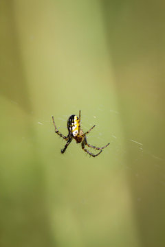 EIne Spinne sitzt in ihrem Netz und wartet auf Beute.