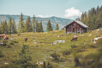 Idyllic mountain landscape in the alps: Mountain chalet, cows, meadows and blue sky