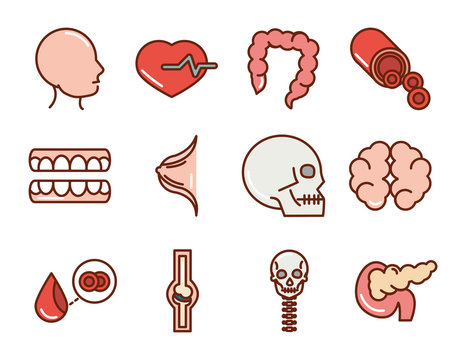 human body anatomy organs health head heart intestine skull brain teeth icons collection line and fill