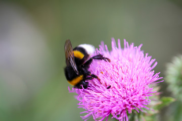 Eine Hummel sitzt auf einer Mariendistel.