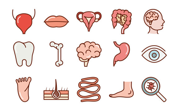 human body anatomy organs health mouth eye foot tooth brain bone icons collection line and fill