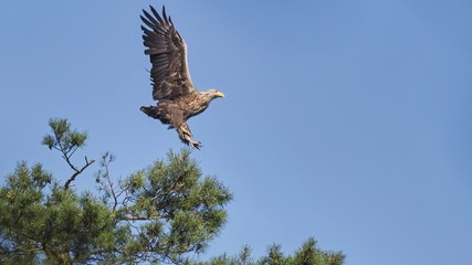 White tailed eagle  (Haliaeetus albicilla)