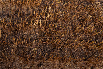 wheat stubble on an agricultural field