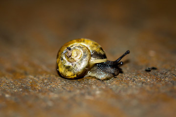Nahaufnahme einer Bänerschnecke auf einem Stein.