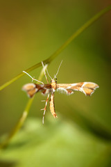Nahaufnahme eines Falterähnlichen Insektes an einer Pflanze.