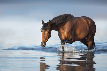 Bay stallion walk in sea water