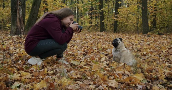 Teenager girl taking pictures of a funny cute pug dog. Pug dog posing for the camera. Evening, beautiful autumn park, forest. Fallen yellow autumn leaves. Teen photography hobby concept. 