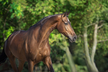 Bay horse  close up portrait