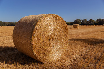 straw bales on an agricultural field background - obrazy, fototapety, plakaty