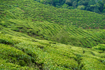 Tea plantations Cameron Valley. Green hills in the highlands of Malaysia. Tea production. Green bushes of young tea.