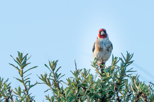 Goldfinch on sea-buckthorn