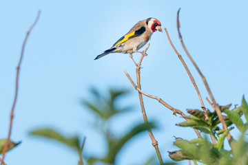 Fierce looking goldfinch