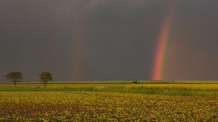landscape after the storm