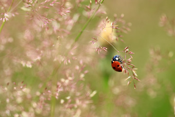 Marienkäfer