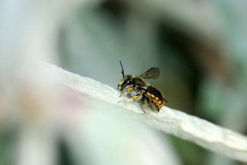 Große Wollbiene