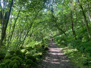 Fototapeta premium Dog walking hiking through woods and forests 
