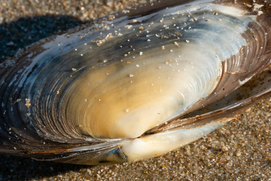 Blue Mussel shel on the beach