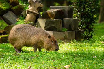 A capybara (Hydrochoerus hydrochaeris) on a fresh green grassfield