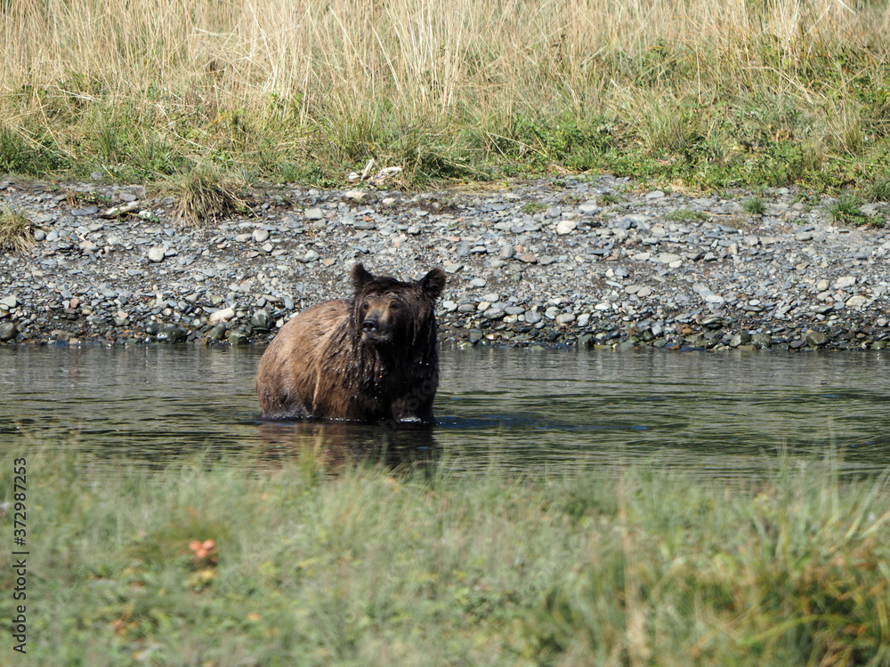 Sticker Closeup shot of brown wet bear sitting in the water