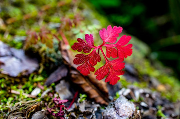 Red autumn leaf in the forest close-up on a natural background. Autumn background, wallpaper, poster