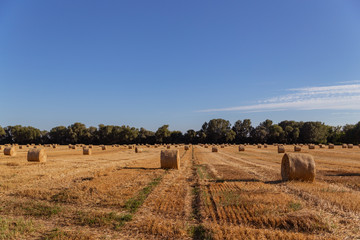 agricultural field with straw bales